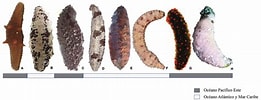 Image result for Protubulanus theeli Geslacht. Size: 261 x 100. Source: www.researchgate.net