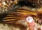 Image result for "octobranchus Floriceps". Size: 138 x 100. Source: www.wetwebmedia.com