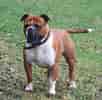 Image result for Engelsk Bulldog. Size: 102 x 100. Source: jgetsmoneyy.hubpages.com