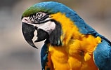 Macaw Parrot に対する画像結果.サイズ: 158 x 100。ソース: www.hdwalle.com