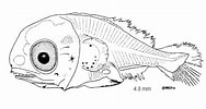 Afbeeldingsresultaten voor "lampanyctus Pusillus". Grootte: 188 x 100. Bron: fishbase.mnhn.fr