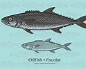 Image result for Oilfish Anatomy. Size: 124 x 100. Source: a-z-animals.com