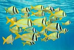 mida de Resultat d'imatges per a Aruba Tropical fish.: 146 x 100. Font: vymaps.com