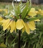 Image result for "fritillaria Drygalskii". Size: 89 x 100. Source: order.eurobulb.nl