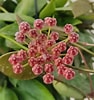 Image result for "sarsia Gracilis". Size: 94 x 100. Source: www.carnosaespinosa.it