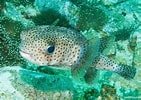 Image result for "amphilonche Diodon". Size: 141 x 100. Source: reeflifesurvey.com