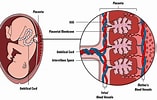 Image result for Cardiapoda Placenta Anatomie. Size: 157 x 100. Source: www.minnesotaparent.com