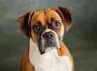 Image result for Boxer Dog. Size: 137 x 100. Source: pixelsmerch.com