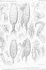 Image result for "cornucalanus Chelifer". Size: 66 x 100. Source: www.marinespecies.org