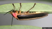 Image result for "lampanyctus Festivus". Size: 176 x 100. Source: www.insectimages.org