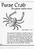 Image result for Persephona mediterranea. Size: 70 x 100. Source: library.ucsd.edu
