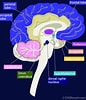 Afbeeldingsresultaten voor Hippocampus Brain Model. Grootte: 86 x 100. Bron: brainjackimage.blogspot.com
