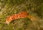 Image result for "ceratocymba Dentata". Size: 143 x 100. Source: reeflifesurvey.com