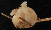Image result for "molgula Manhattensis". Size: 170 x 100. Source: www.marylandbiodiversity.com