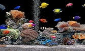 Image result for vista Screensaver Fish Tank. Size: 167 x 100. Source: satura-reborn.blogspot.com