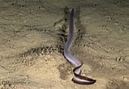 Image result for "nettastoma Melanurum". Size: 145 x 100. Source: fishesofaustralia.net.au