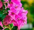 Image result for "bougainvillea Pyramidata". Size: 112 x 100. Source: dubaigardencentre.ae