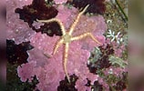 Image result for "ophiopholis Aculeata". Size: 158 x 100. Source: www.reeflex.net
