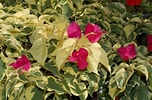 Image result for "bougainvillea Pyramidata". Size: 152 x 100. Source: landscaping.about.com