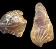 Afbeeldingsresultaten voor "Isognomon radiatus". Grootte: 115 x 100. Bron: jaxshells.org