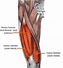 Image result for "palapedia Quadriceps". Size: 93 x 100. Source: stretchingpro.com