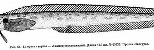 Afbeeldingsresultaten voor "sagitta Peruviana". Grootte: 306 x 77. Bron: www.fishbiosystem.ru