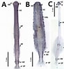 Afbeeldingsresultaten voor Krohnitta subtilis Geslacht. Grootte: 92 x 100. Bron: tb.plazi.org