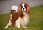 Image result for Cavalier King Charles Spaniel. Size: 140 x 100. Source: www.pets4homes.co.uk