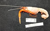 Image result for "nephropides Caribaeus". Size: 162 x 100. Source: www.marinespecies.org