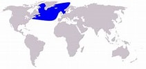 Afbeeldingsresultaten voor Noordelijke butskop. Grootte: 211 x 100. Bron: nl.wikipedia.org