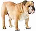 Image result for Engelsk Bulldog. Size: 118 x 100. Source: www.petzlover.com