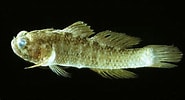 Afbeeldingsresultaten voor "millerigobius Macrocephalus". Grootte: 185 x 100. Bron: fishbiosystem.ru