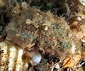 Image result for "calappa Sulcata". Size: 120 x 100. Source: reefguide.org