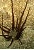 Image result for "ormosella Haeckeli". Size: 68 x 80. Source: www.whatsthatfish.com