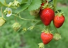 Bildresultat för Strawberry Plants. Storlek: 140 x 100. Källa: stoneycreekfarmtennessee.com