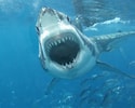 Afbeeldingsresultaten voor Shark Round Head. Grootte: 125 x 100. Bron: wallpapersafari.com
