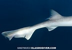 Image result for "mustelus Henlei". Size: 144 x 100. Source: www.elasmodiver.com