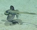 Image result for "hydrolagus Mirabilis". Size: 125 x 100. Source: www.marinespecies.org