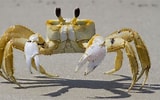 Image result for white Ghost Crab. Size: 160 x 100. Source: funny-animalz.blogspot.com
