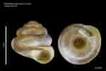 Image result for "Codonellopsis Pusilla". Size: 150 x 100. Source: www.flickr.com