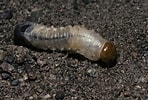 Image result for "beaked Larva". Size: 148 x 100. Source: www.thoughtco.com