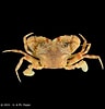 Image result for "charybdis Variegata". Size: 96 x 100. Source: www.crustaceology.com