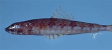 Image result for "synodus Synodus". Size: 222 x 100. Source: ncfishes.com