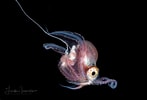Afbeeldingsresultaten voor "tremoctopus Violaceus". Grootte: 147 x 100. Bron: lindaiphotography.com