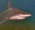 Adult Blacktip Shark 的图像结果.大小：117 x 100。 资料来源：www.nationalgeographic.com