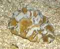 Afbeeldingsresultaten voor "manicina Areolata". Grootte: 121 x 100. Bron: eol.org