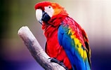 Macaw Parrot に対する画像結果.サイズ: 158 x 100。ソース: www.hdwallpapers.in