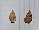 Afbeeldingsresultaten voor "nassarius Incrassatus". Grootte: 127 x 100. Bron: www.isjerp.nl