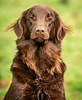 Image result for Flat Coated Retriever. Size: 82 x 100. Source: www.countrylife.co.uk
