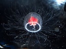 Image result for Turritopsis dohrnii Roofdieren. Size: 134 x 100. Source: www.factsforbored.com